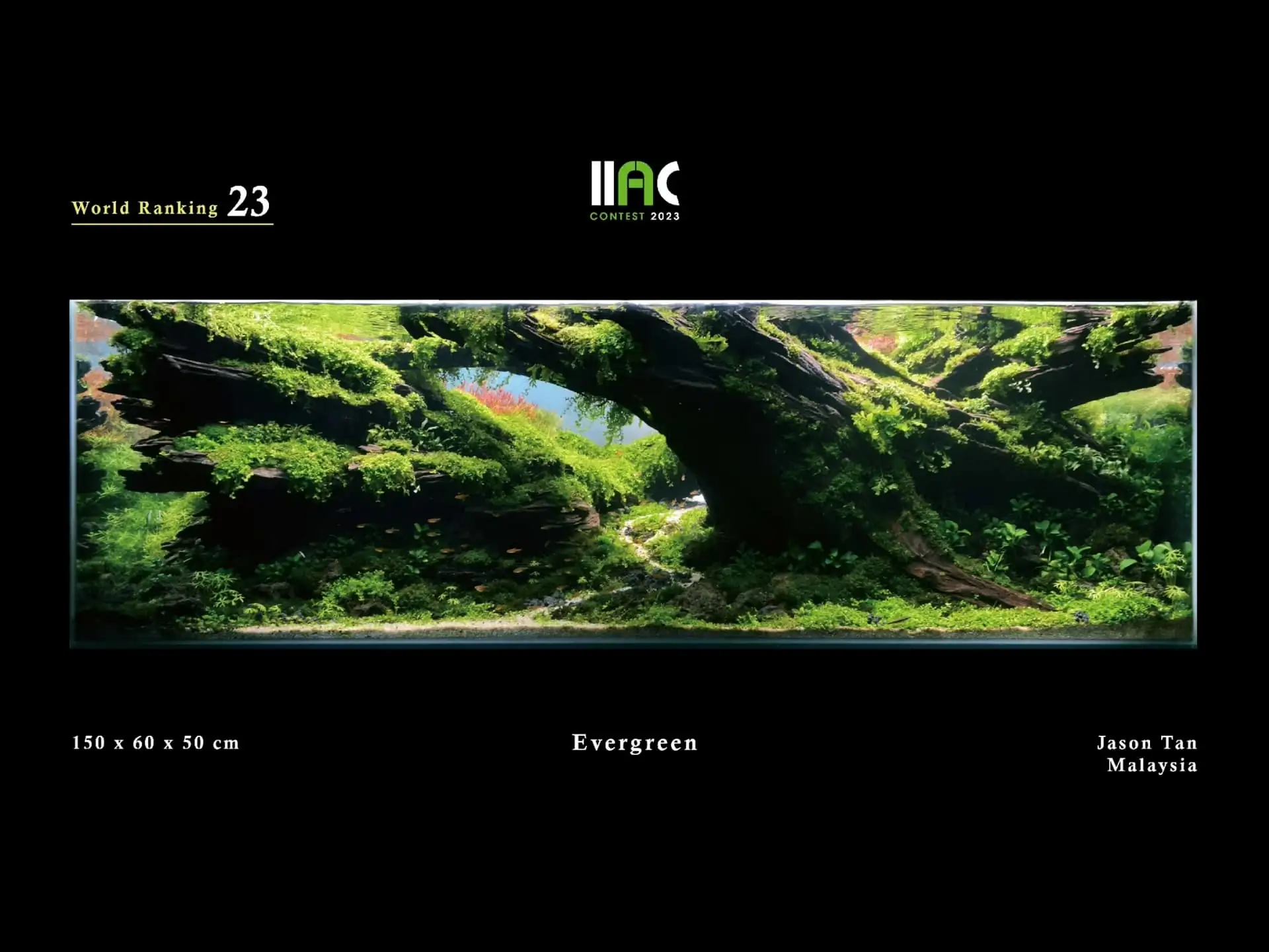 Evergreen - IIAC 2023 #23 Jason Tan / Malaysia